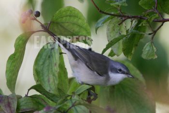 EA077182, Eastpress, Helsinki, Suomi